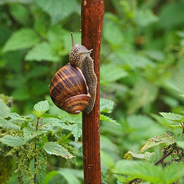 Weinbergschnecke ...
