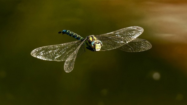 Die Eleganz der Libelle.