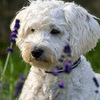 derfred
