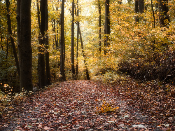 Herbstliche Stille.jpg
