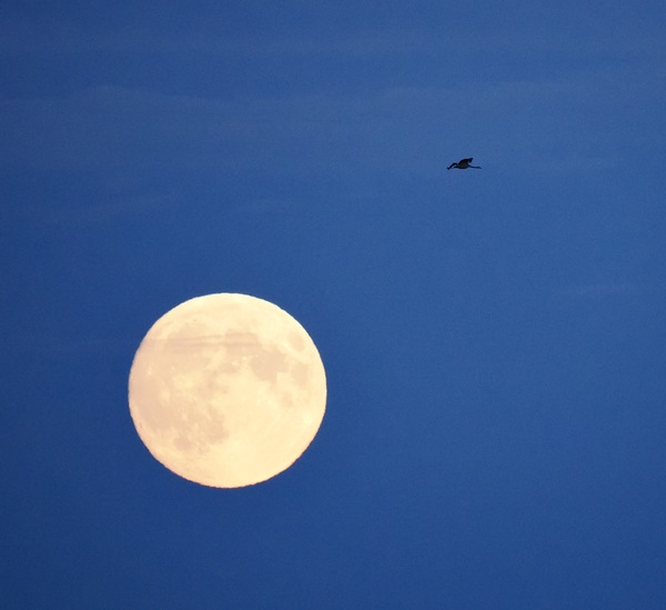 Supermond