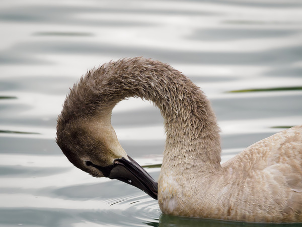Junger Schwan.jpg