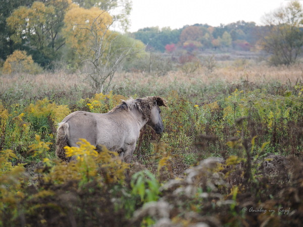 Konik