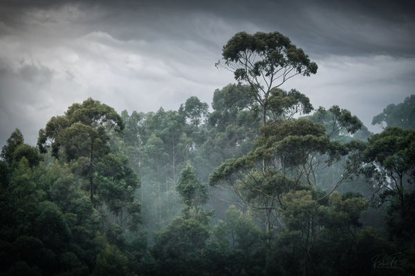 Madeira Regenwald