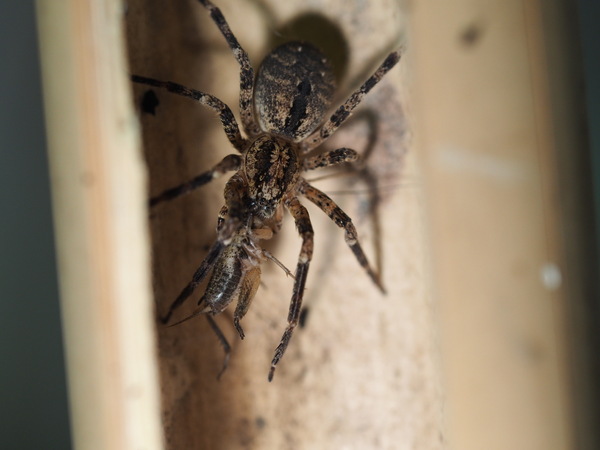 Nosferatu Spinne