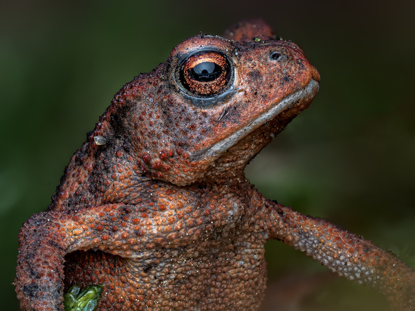Jurassic Bufo bufo