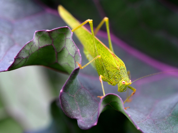Heute im Garten