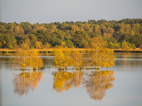 "Golden light "
