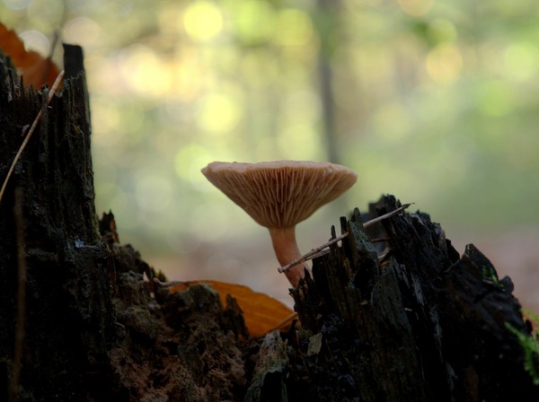 Pilz