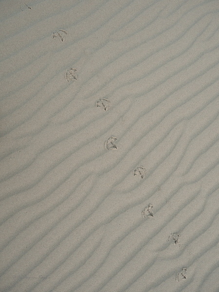 Strandspuren