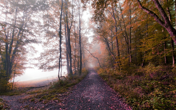 Waldweg.jpg