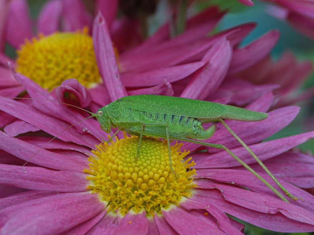 Vierpunktige SichelschreckeWiedehopfP1017225-ORF 1.jpeg