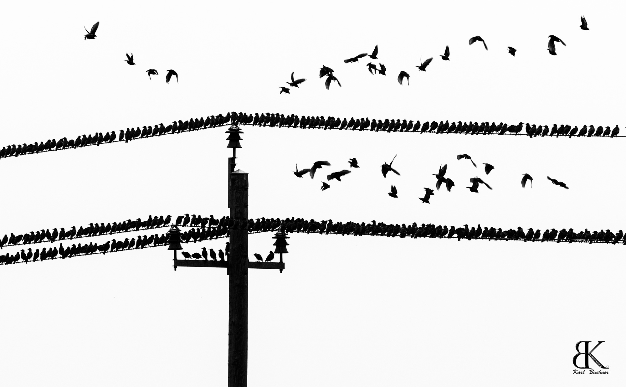 Vogelwelt