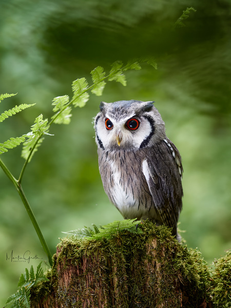 Im tiefen dunklen Wald...