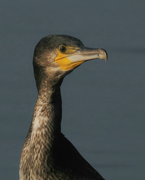 Portrait Kormoran