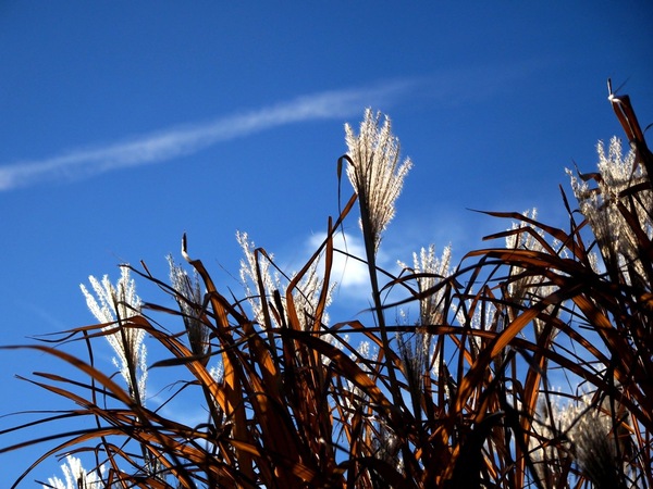 Sonne über Miscanthus