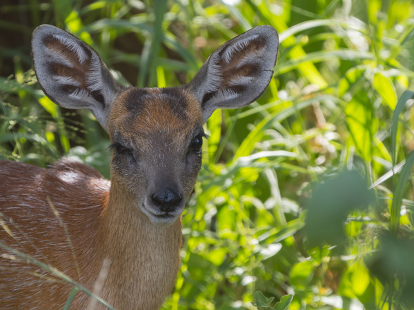 Zwergantilope - Sharpe-Greisbock