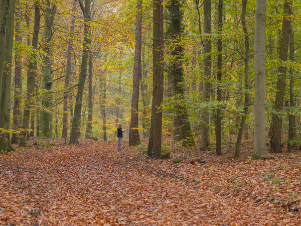 Spaziergang im Herbstwald
