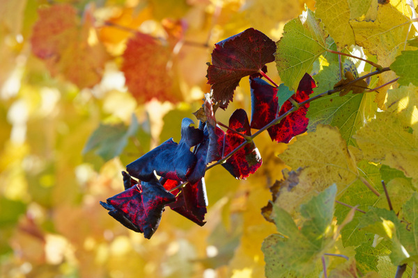 Herbstfarben