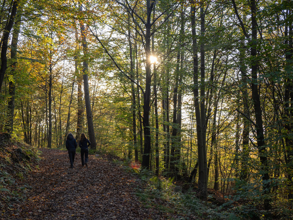 Spaziergang im Herbstwald
