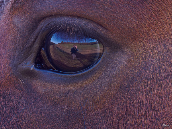 WT44/45  Selfie mit Horseeye