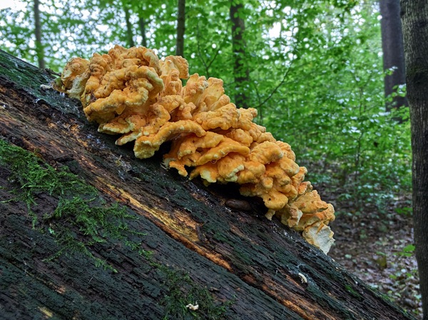 Schwefelporlingstack5.jpg