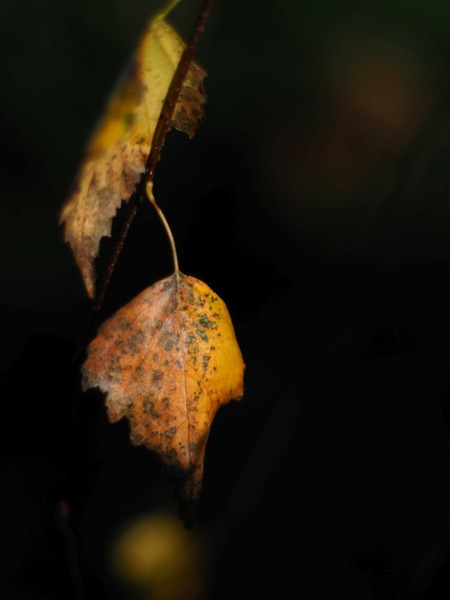 Birkenblatt
