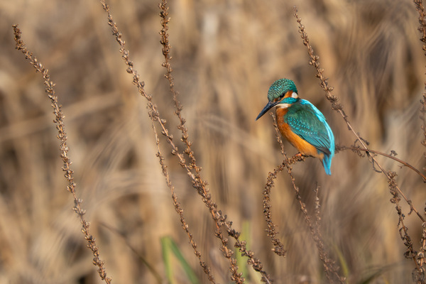 Eisvogel