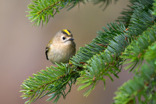 Wintergoldhähnchen
