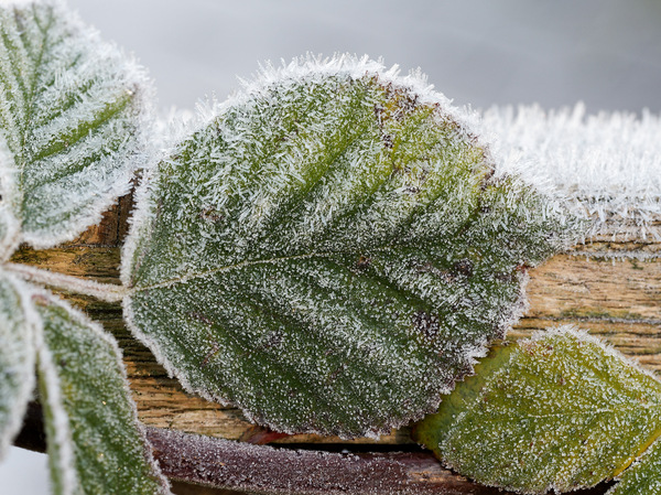 Endlich - passendes Wetter zum 1. Advent