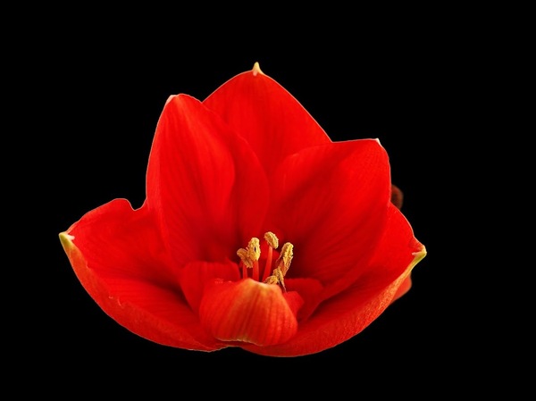 Amaryllis