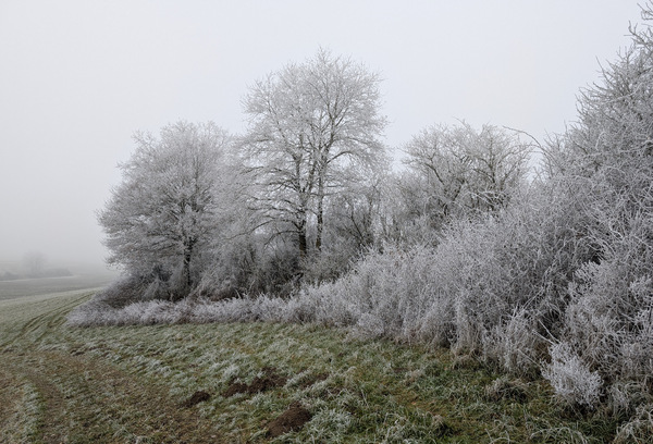 Dezembernebel und Reif