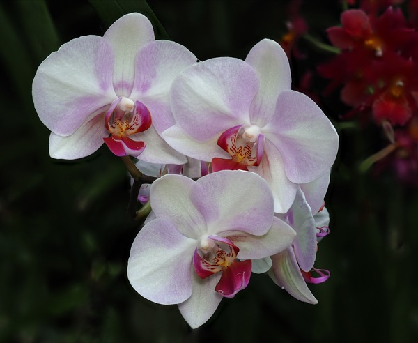 Phalaenopsis ...
