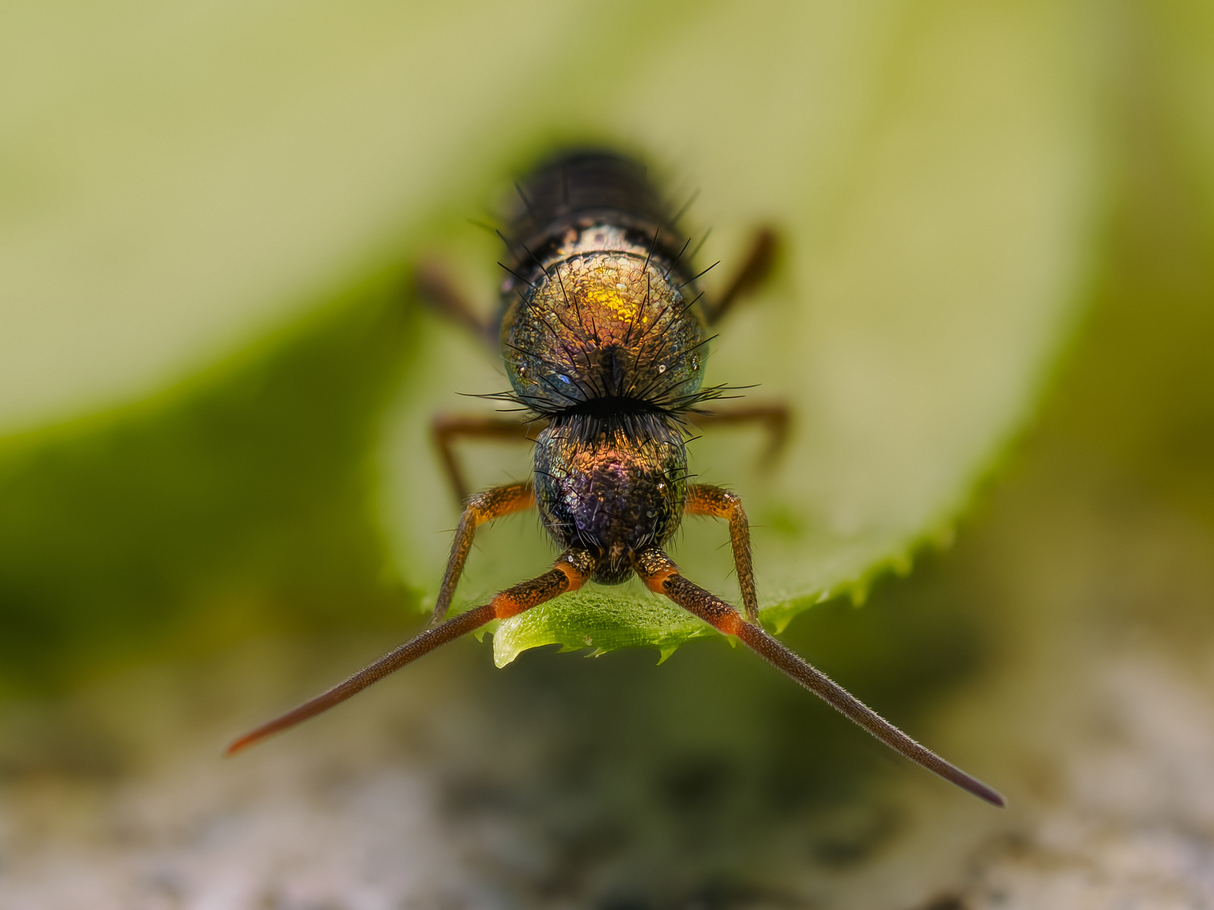 Gegürtelter Springschwanz Gegürtelter Springschwanz