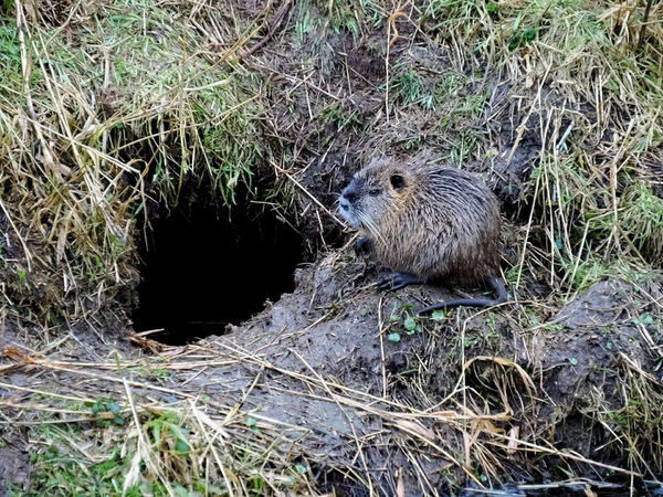 Jung-Nutria
