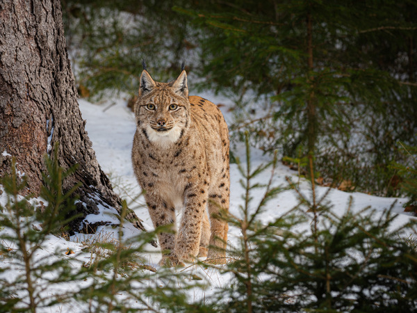 Luchs