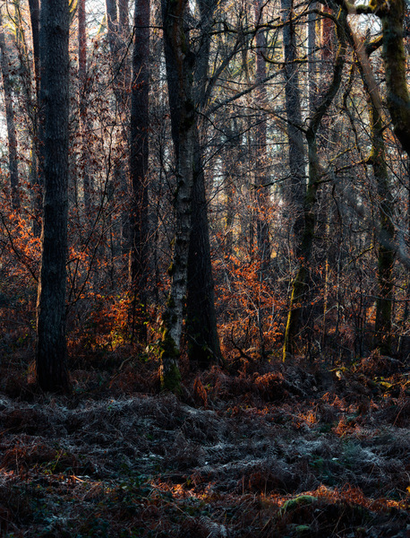 Sonne im winterlichem Unterholz