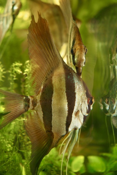 Hohe Segelflosser