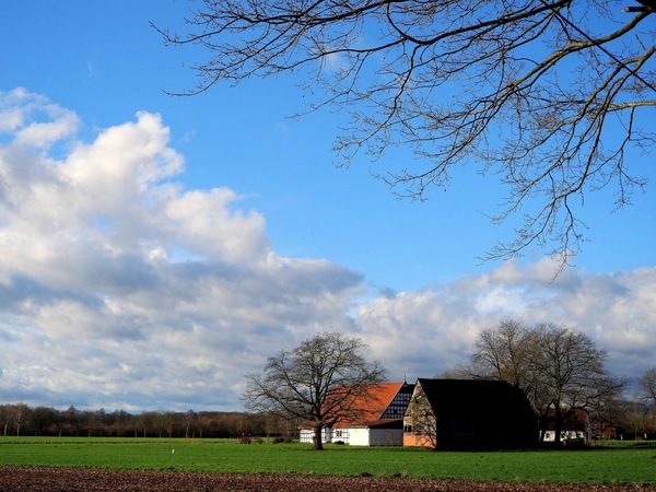 Silberreiher