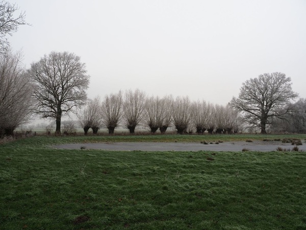 Weiden