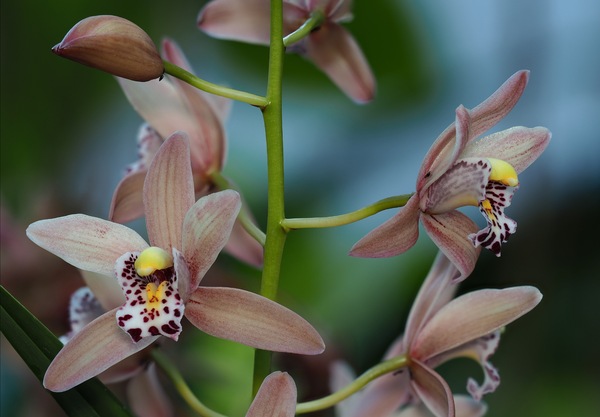 Cymbidium ...