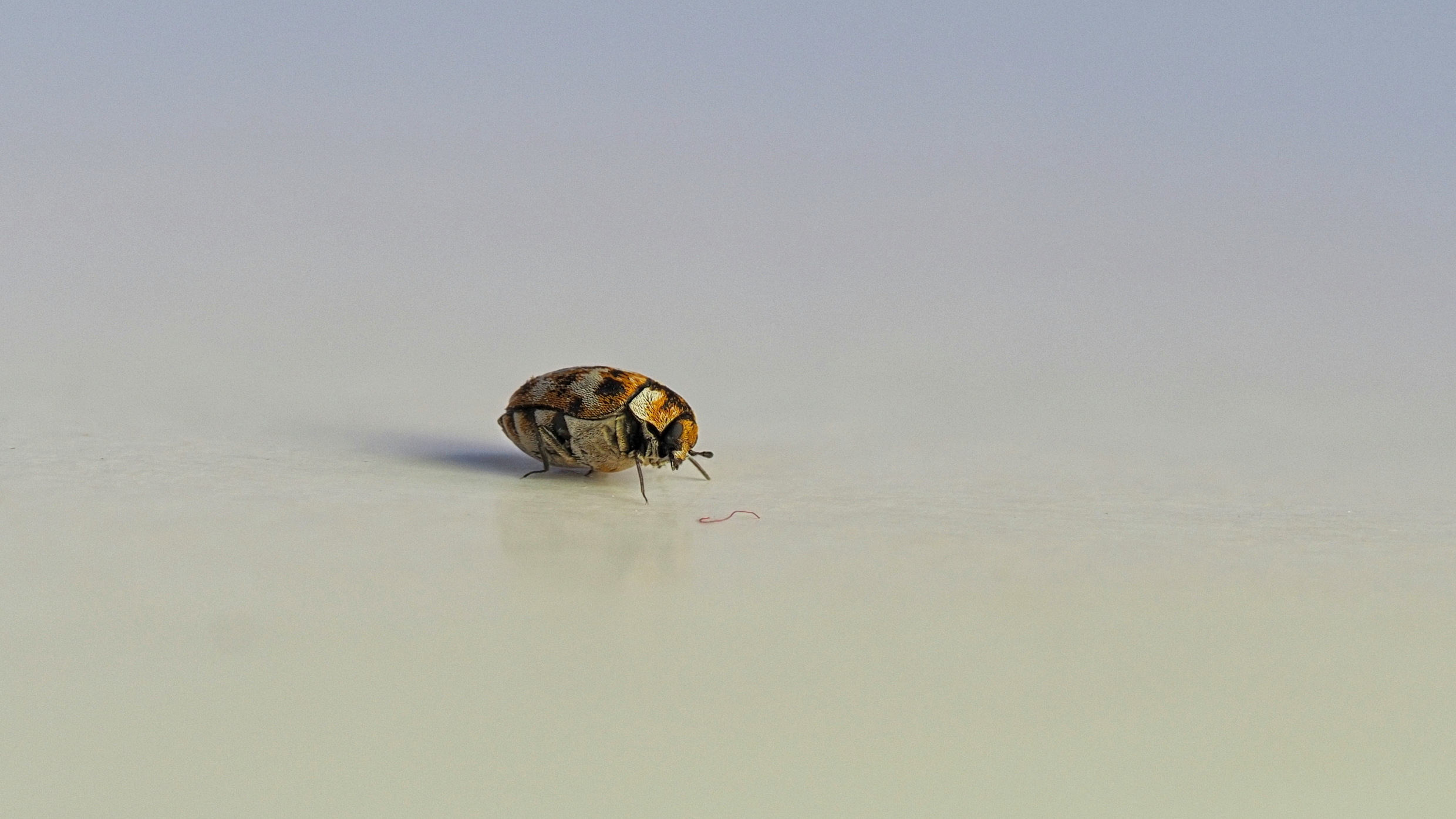 Teppichkäfer (Anthrenus museorum) Teppichkäfer (Anthrenus museorum)