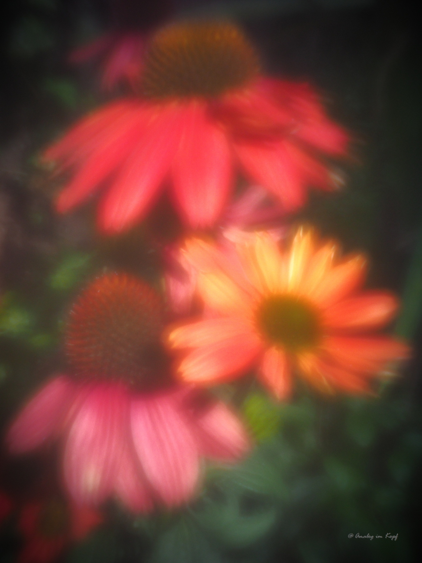 Echinacea