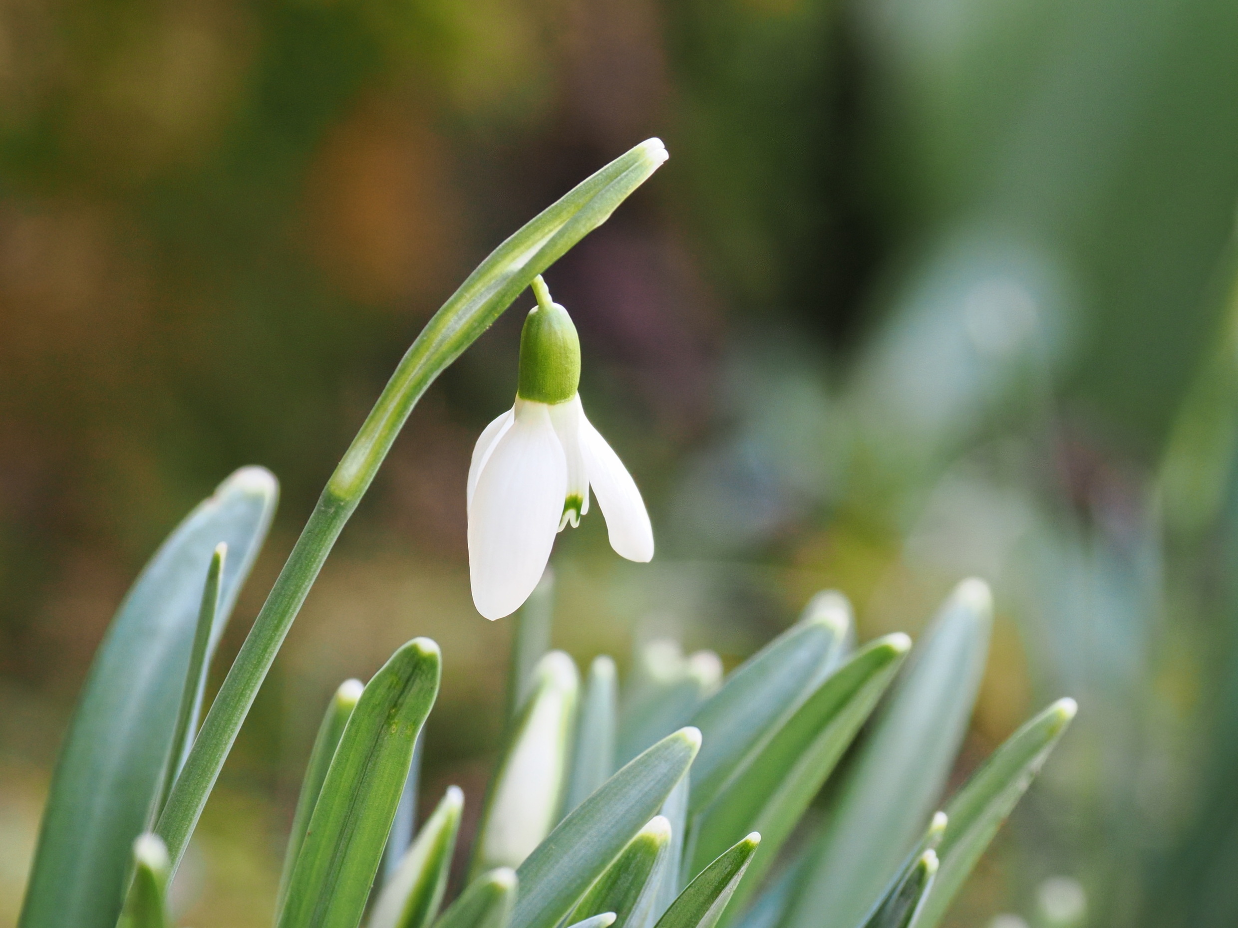 Frühlinsbilder