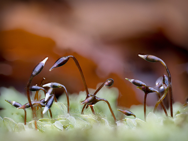 Glänzendes Flügelblattmoos, Sporophyten