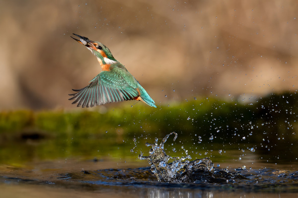Eisvogel