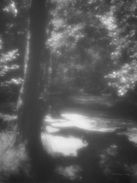 Auenlandschaft - Baum im Wasser