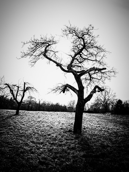 Bäume im Winter