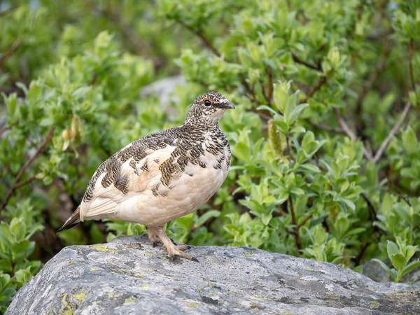 Alpenschneehuhn