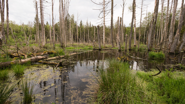 Landschaft_Rott_Moorwald_04.jpg